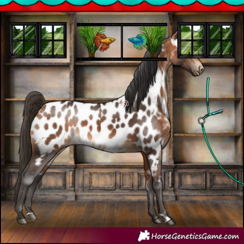 Horse Color:Bay Appaloosa 