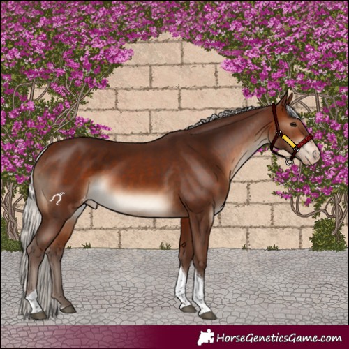 Horse Color:Silver Brown Tobiano Appaloosa 