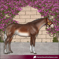Horse Color:Silver Brown Tobiano Appaloosa 