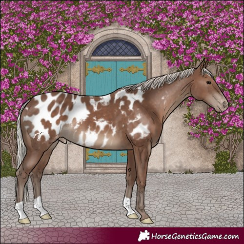 Horse Color:Silver Black Appaloosa 