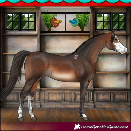 Horse Color:Brown Sabino Varnish 