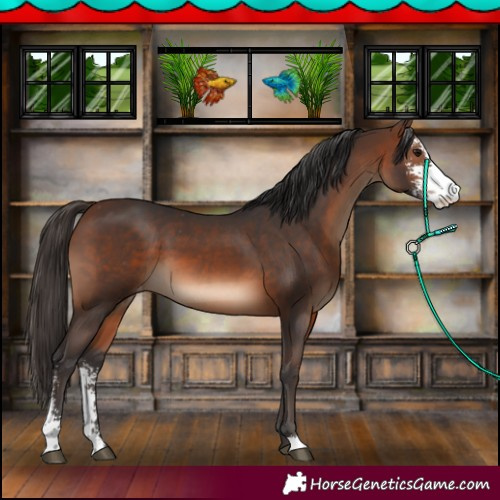 Horse Color:Brown Sabino Appaloosa 