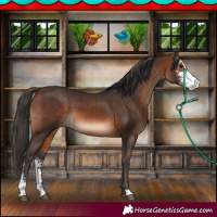 Horse Color:Brown Sabino Appaloosa 