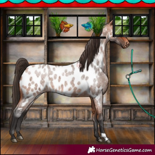 Horse Color:Bay Roan Appaloosa