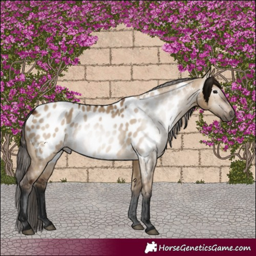 Horse Color:Gray Bay Dun Near Leopard 