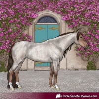 Horse Color:Liver Red Dun Roan 