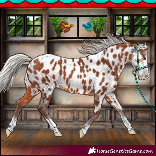 Horse Color:Silver Bay Sabino Near Leopard