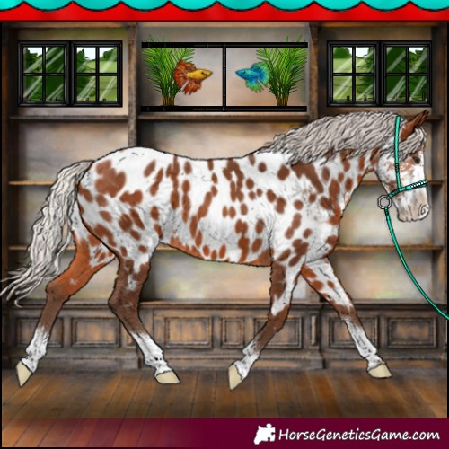 Horse Color:Silver Bay Sabino Appaloosa 