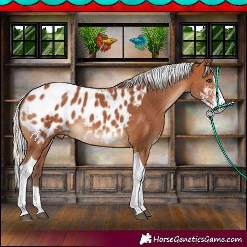 Horse Color:Silver Bay Sabino Tobiano Appaloosa 