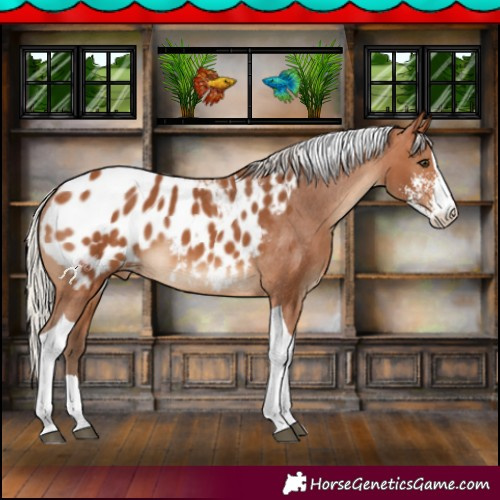 Horse Color:Silver Bay Sabino Tobiano Appaloosa