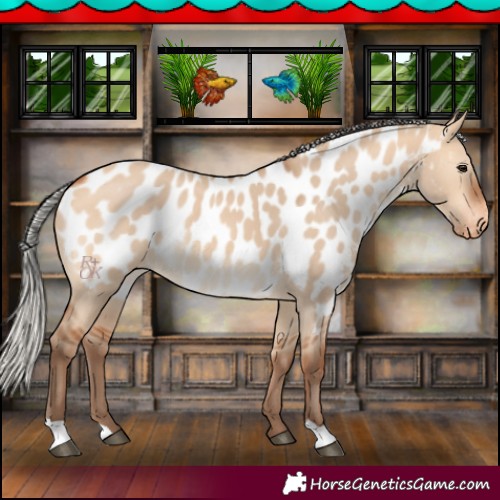 Horse Color:Silver Bay Dun Appaloosa