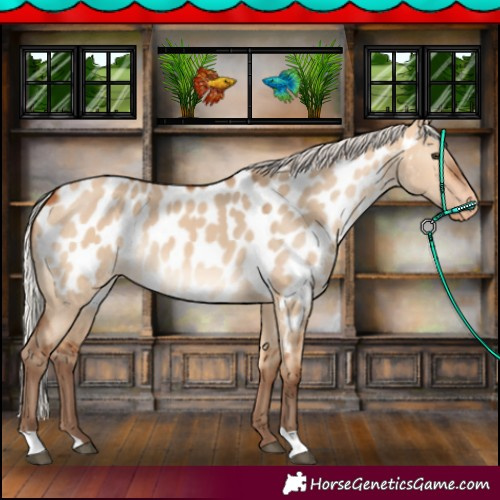 Horse Color:Silver Bay Dun Appaloosa 