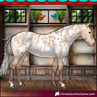 Horse Color:Silver Bay Dun Near Leopard 