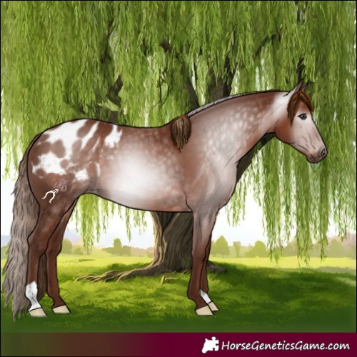 Horse Color:Gray Chestnut Blanket 