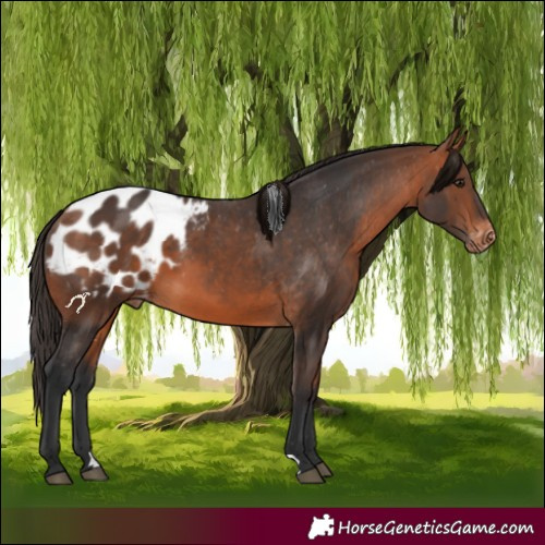 Horse Color:Bay Appaloosa
