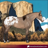 Horse Color:Bay Dun Sabino Blanket Rabicano