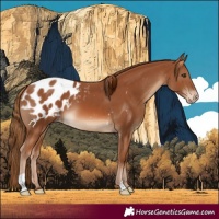 Horse Color:Chestnut Blanket
