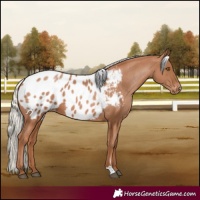 Horse Color:Silver Black Pearl Blanket 