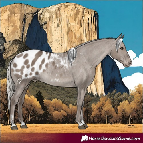 Horse Color:Silver Grullo Appaloosa Rabicano