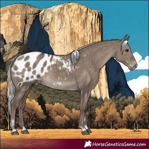 Horse Color:Silver Grullo Appaloosa Rabicano 