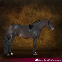 Horse Color:Brown 