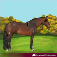 Horse Color:Bay Tobiano 
