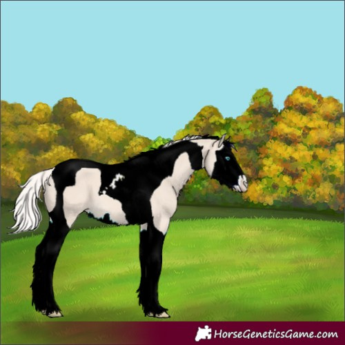 Horse Color:Cremello Splash Tobiano
