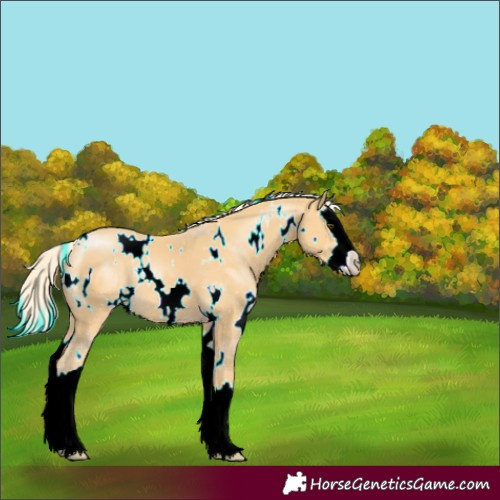 Horse Color:White Spotted Palomino Splash