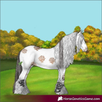 Horse Color:White Spotted Bay Dun Rabicano 