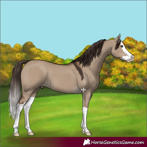 Horse Color:Liver Red Dun Splash 
