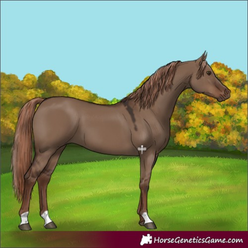 Horse Color:Liver Red Dun 