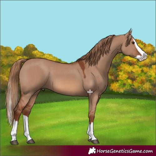 Horse Color:Red Dun Splash 