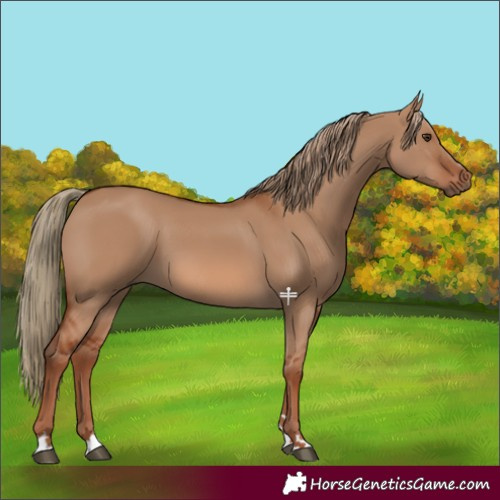 Horse Color:Red Dun 