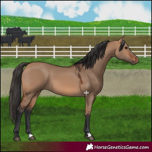 Horse Color:Bay Dun 