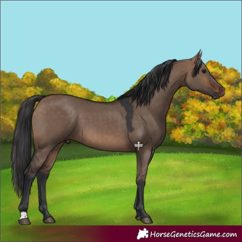 Horse Color:Brown Dun 