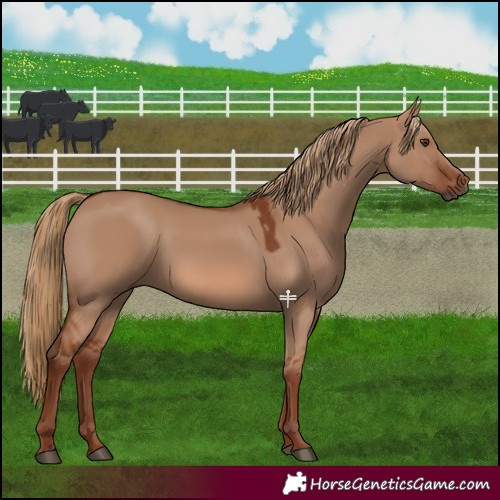 Horse Color:Red Dun 