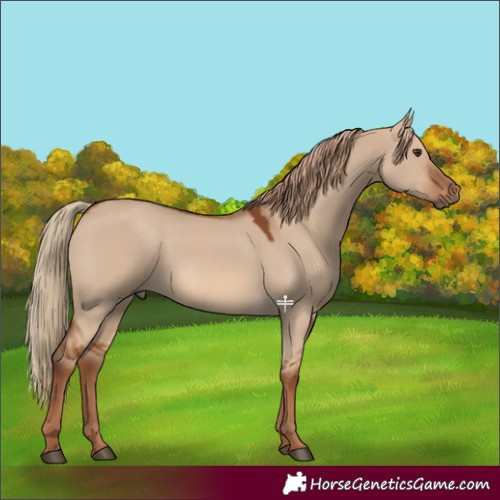 Horse Color:Red Dun 