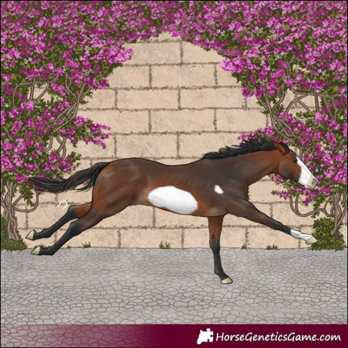 Horse Color:Bay Frame 