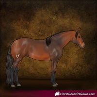 Horse Color:White Spotted Bay