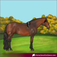 Horse Color:White Spotted Bay