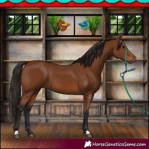 Horse Color:Gray Bay 