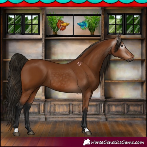 Horse Color:Gray Bay 