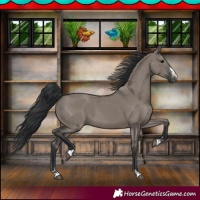 Horse Color:Grullo 