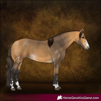 Horse Color:Buckskin
