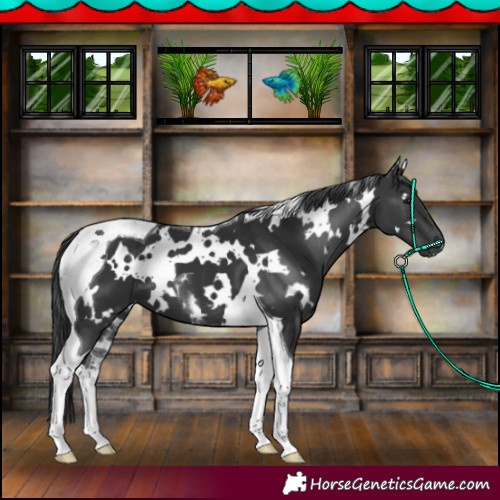 Horse Color:White Spotted Black Tobiano 