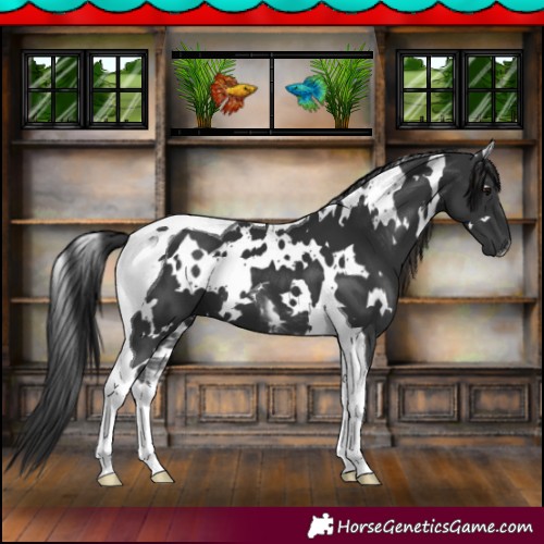 Horse Color:White Spotted Black Tobiano 