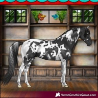 Horse Color:White Spotted Black Tobiano