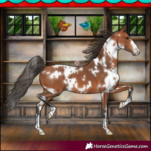 Horse Color:White Spotted Bay 