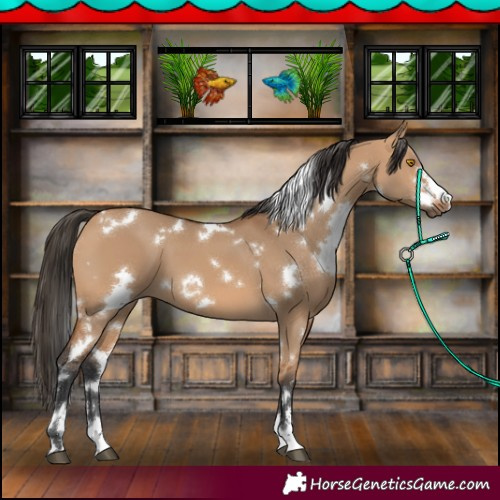 Horse Color:White Spotted Bay Dun