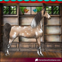 Horse Color:White Spotted Bay Dun
